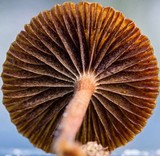 Psilocybe coprophila image