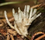 Tremellodendron pallidum image