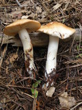Rhodocollybia maculata image