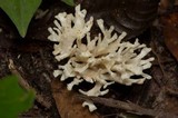 Tremellodendron pallidum image