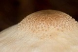 Leucocoprinus cepistipes image