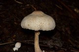 Leucocoprinus cepistipes image