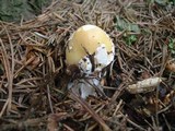 Amanita praecox image