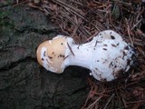 Amanita praecox image