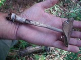 Amanita rhacopus image