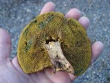 Imleria badia image