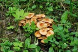 Kuehneromyces mutabilis image