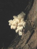 Hericium americanum image