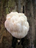 Hericium americanum image