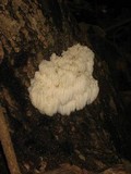 Hericium americanum image