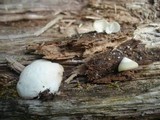 Crepidotus applanatus image