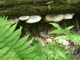 Crepidotus applanatus image