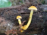Cyptotrama chrysopepla image