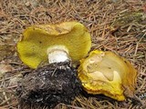 Suillus albivelatus image