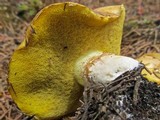 Suillus albivelatus image