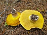 Suillus albivelatus image