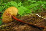 Xeromphalina tenuipes image