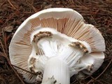 Amanita subcokeri image