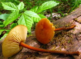 Xeromphalina tenuipes image