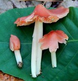 Hygrocybe calyptriformis var. calyptriformis image