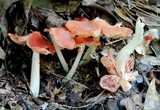 Hygrocybe calyptriformis var. calyptriformis image