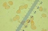 Hygrocybe calyptriformis var. calyptriformis image