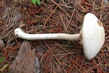 Agaricus silvicola image