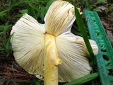 Amanita arkansana image