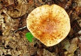 Amanita flavorubescens image