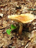 Amanita flavorubescens image