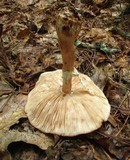 Amanita flavorubescens image