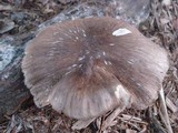 Megacollybia rodmanii image