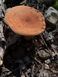 Lactarius volemus image
