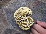 Thelephora vialis image