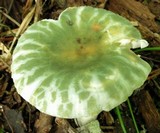 Russula parvovirescens image