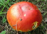 Amanita parcivolvata image