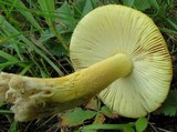 Amanita parcivolvata image