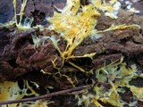 Fibroporia radiculosa image