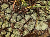 Cladonia pleurota image