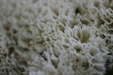 Hydnopolyporus fimbriatus image