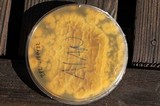 Penicillium brevicompactum image