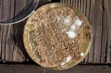 Penicillium brevicompactum image