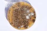 Penicillium brevicompactum image