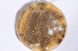 Penicillium brevicompactum image