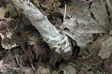 Amanita sect. Vaginatae image