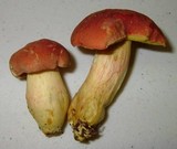 Boletus miniato-olivaceus image