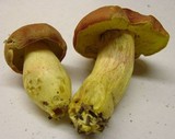 Boletus miniato-olivaceus image