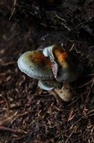 Cortinarius rotundisporus image