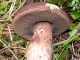 Tylopilus porphyrosporus image