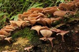 Panus lecomtei image